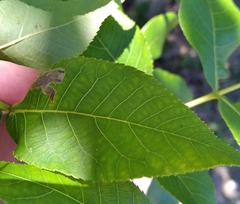 Cameraria caryaefoliella