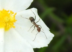 Iberoformica subrufa