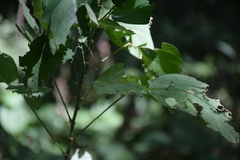 Angiospermae