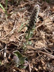 Veronica plantaginea
