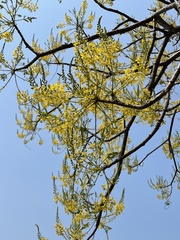 Conzattia multiflora