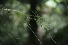 Angiospermae