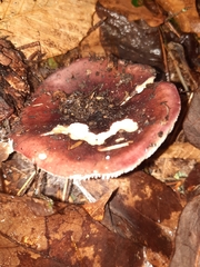 Russula vinacea