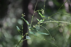 Angiospermae