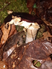 Russula vinacea