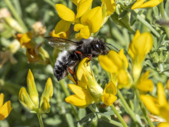 Megachile canescens