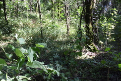 Angiospermae