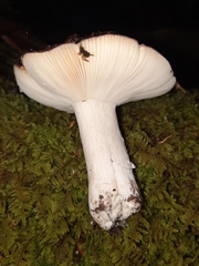 Russula vinacea