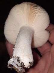 Russula vinacea