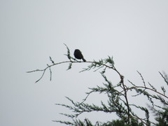 Knipolegus aterrimus