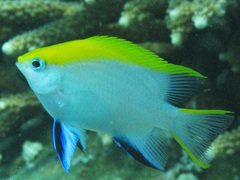 Neoglyphidodon melas