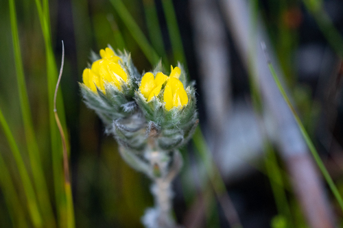 Downy Capegorse (Aspalathus dunsdoniana)