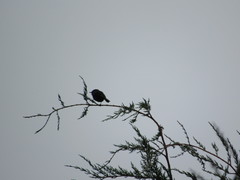 Knipolegus aterrimus