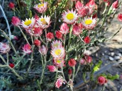 Achyranthemum affine