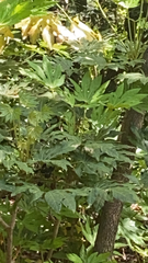 Fatsia japonica