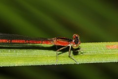Agriocnemis rubricauda
