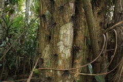 Pereskia grandifolia
