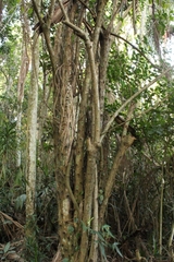 Pereskia grandifolia