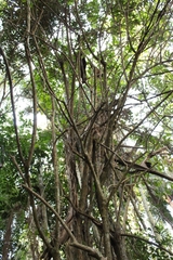 Pereskia grandifolia