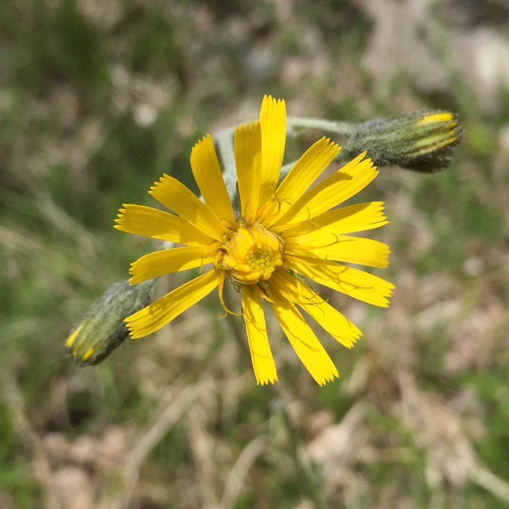 Hieracium bifidum