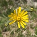 Hieracium bifidum - Photo (c) AndreaC, some rights reserved (CC BY-ND), uploaded by AndreaC