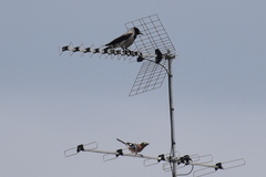 Corvus cornix