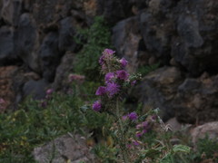 Carduus clavulatus