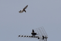 Garrulus glandarius