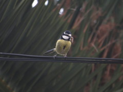 Cyanistes teneriffae teneriffae
