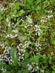 Valerianella ozarkana