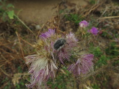 Tropinota squalida canariensis