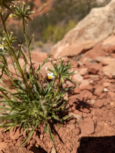 Image of Oreocarya capitata by no rights reserved
