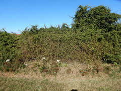 Muehlenbeckia australis