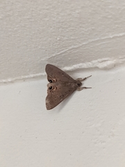 Litoprosopus futilis