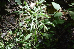 Angiospermae