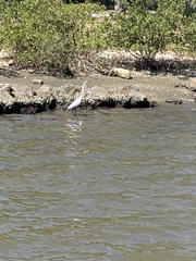 Ardea alba