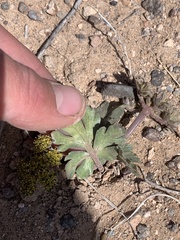 Cymopterus newberryi