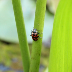 Coleomegilla occulta