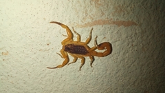 Tityus serrulatus