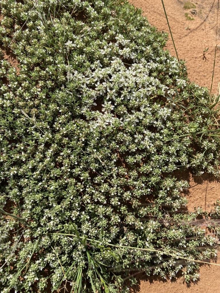 Teucrium thymoides
