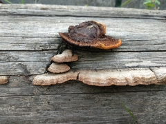 Gloeophyllum abietinum