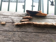 Gloeophyllum abietinum