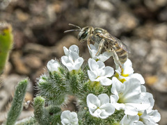 Halictus concinnus