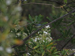 Cyanistes teneriffae teneriffae