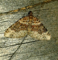Xanthorhoe spadicearia