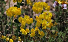 Coronilla juncea