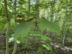Acer pseudoplatanus