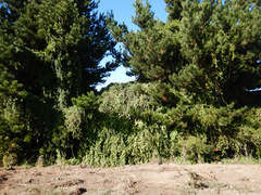 Muehlenbeckia australis