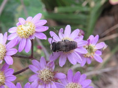 Megachile canariensis