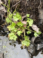Ranunculus sceleratus